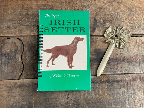 Irish Setter